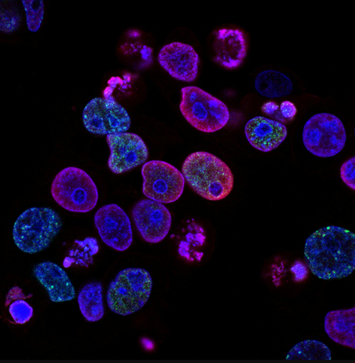 Cells